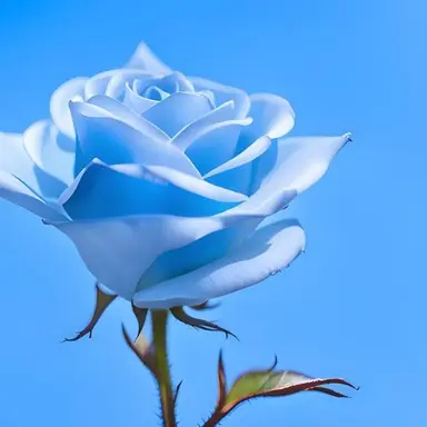Profile image of 로데