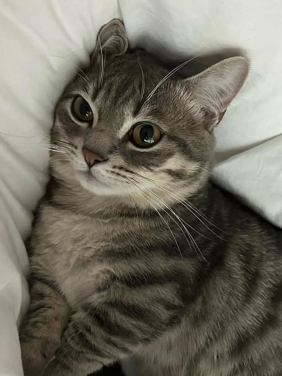 red_tie.xx의 야.옹 💀