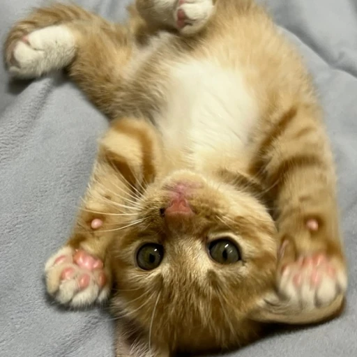 ㅋ치즈