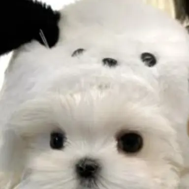 Profile image of 아림