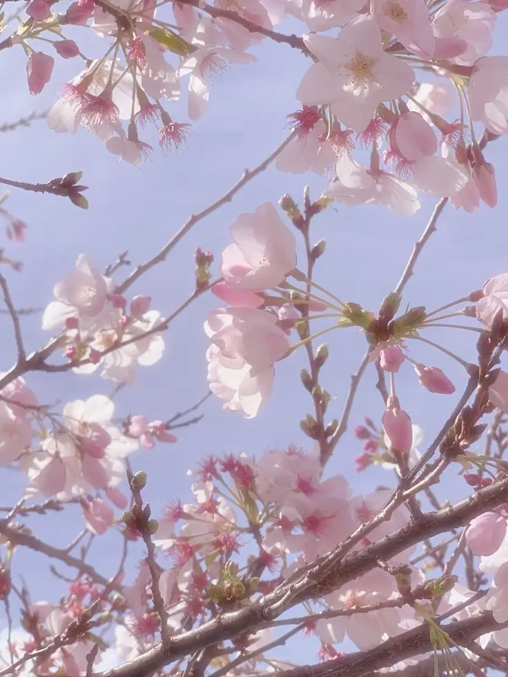 su1tek1_mnsb의 ✧* "魔性の女"を落としたい .