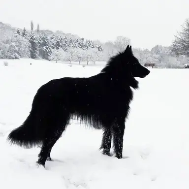 Profile image of Sirius