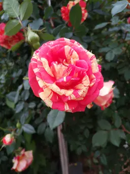 Profile image of 花畑