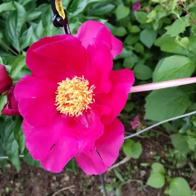 Profile image of 花畑