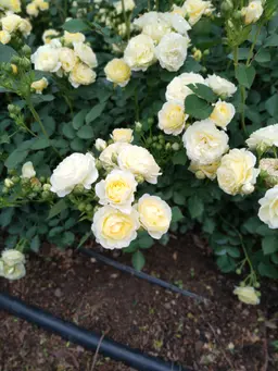 Profile image of 花畑