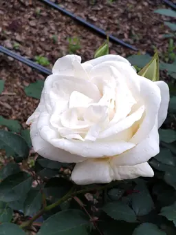 Profile image of 花畑