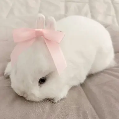 Profile image of 정하윤