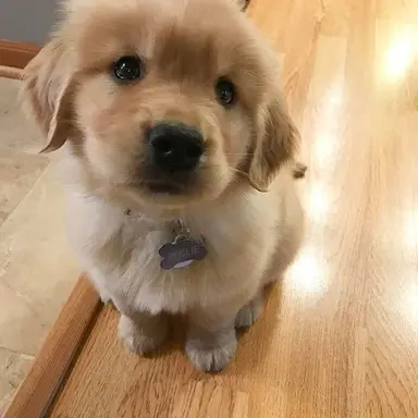 Profile image of 유이안