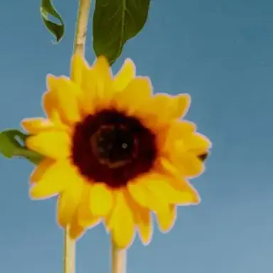 Profile image of 신광일