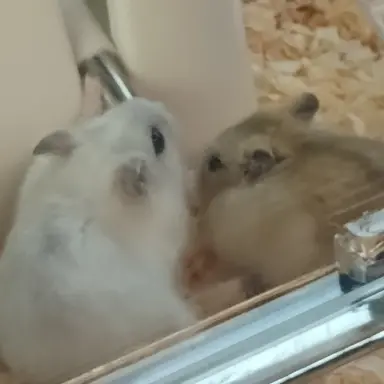 Profile image of 고고프렌즈와 여우