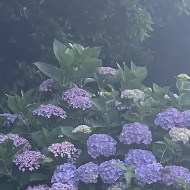 Profile image of 뜰팁