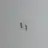 모기새끼