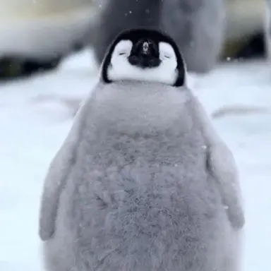 Profile image of 꼬꼬