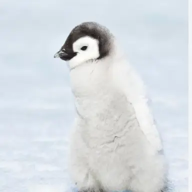 Profile image of 띠따