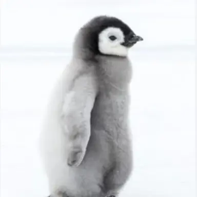 Profile image of 미미