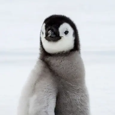 Profile image of 끼꼬