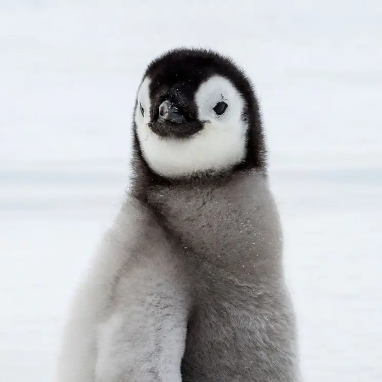 MurkyBloom5383의 10마리의 펭귄들 해봐요 재밌어요;;