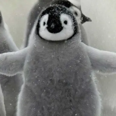 Profile image of 끼까