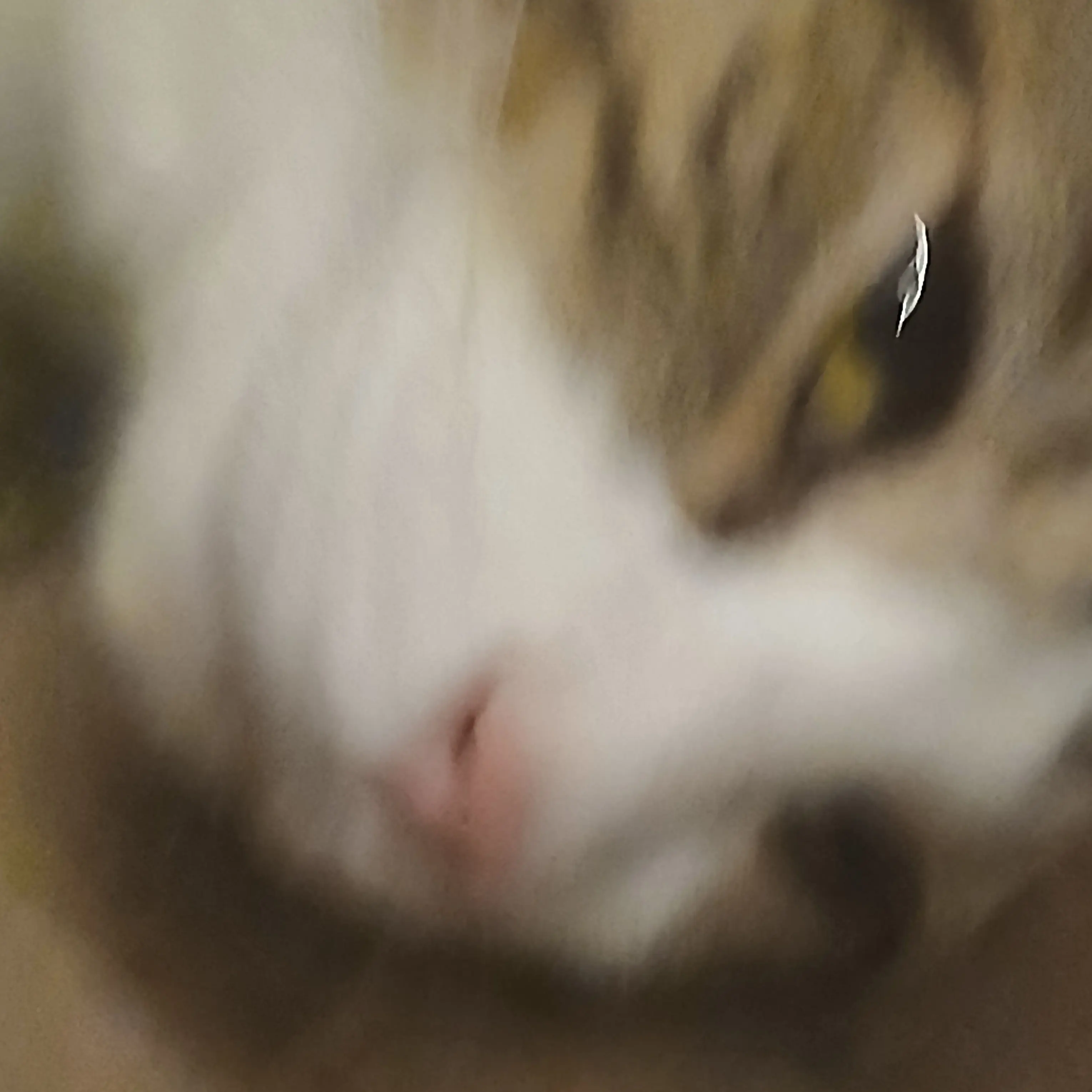 LovelyDoor5561의 사랑한다,그리고 사랑 했었다