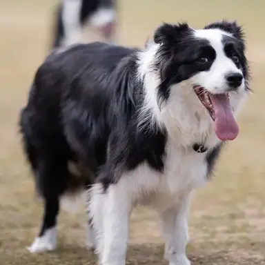 Profile image of 리티