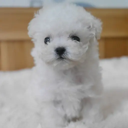 FestalMeat3163의 강아지