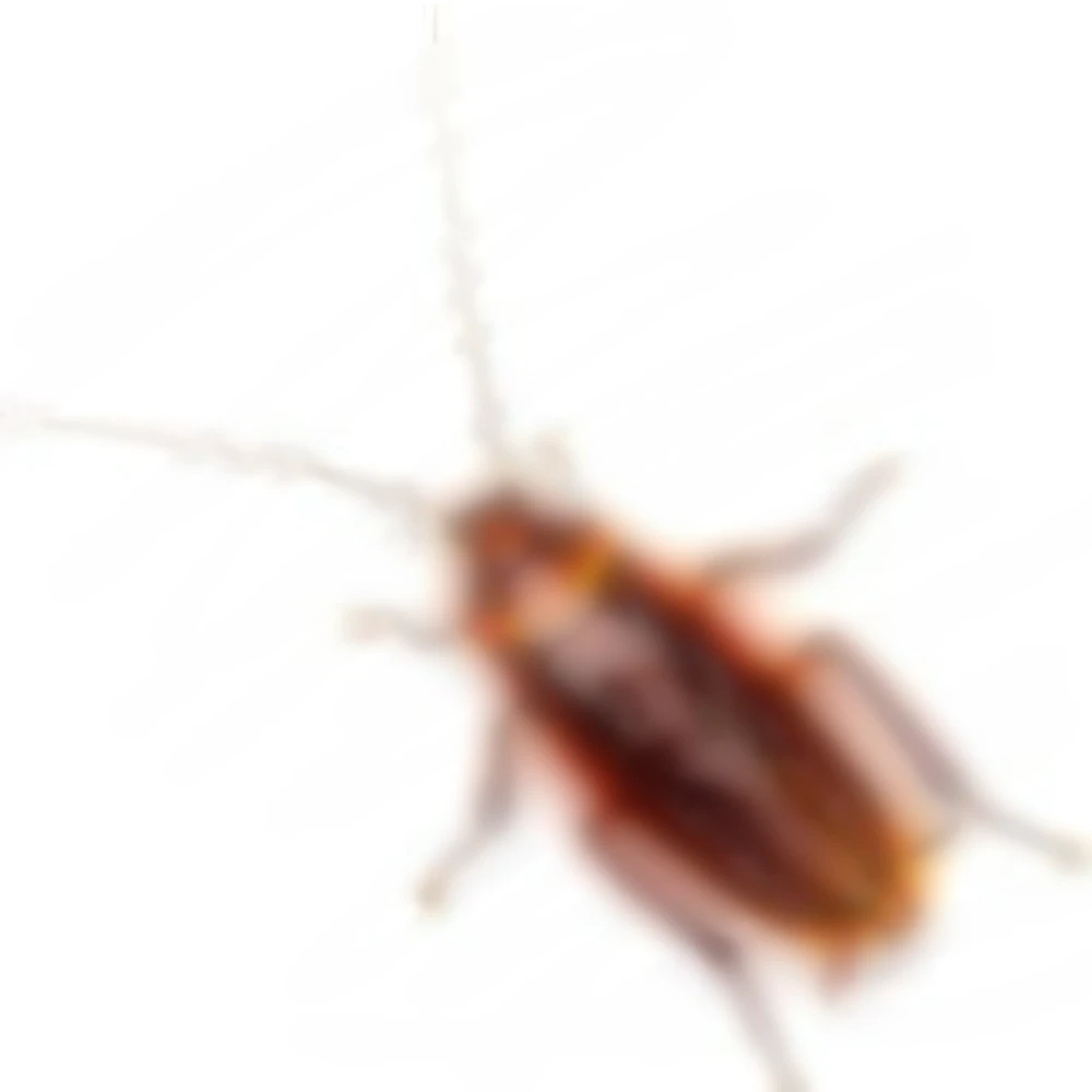 바선생