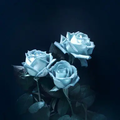 Profile image of 파이브