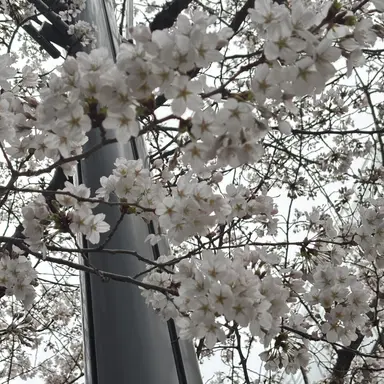 Profile image of 수현