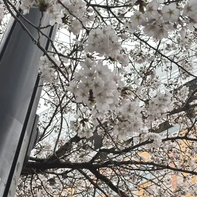 Profile image of 공룡