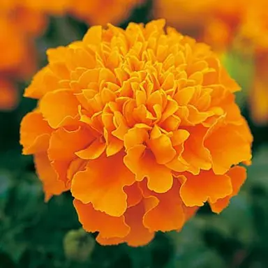Profile image of MAHINA