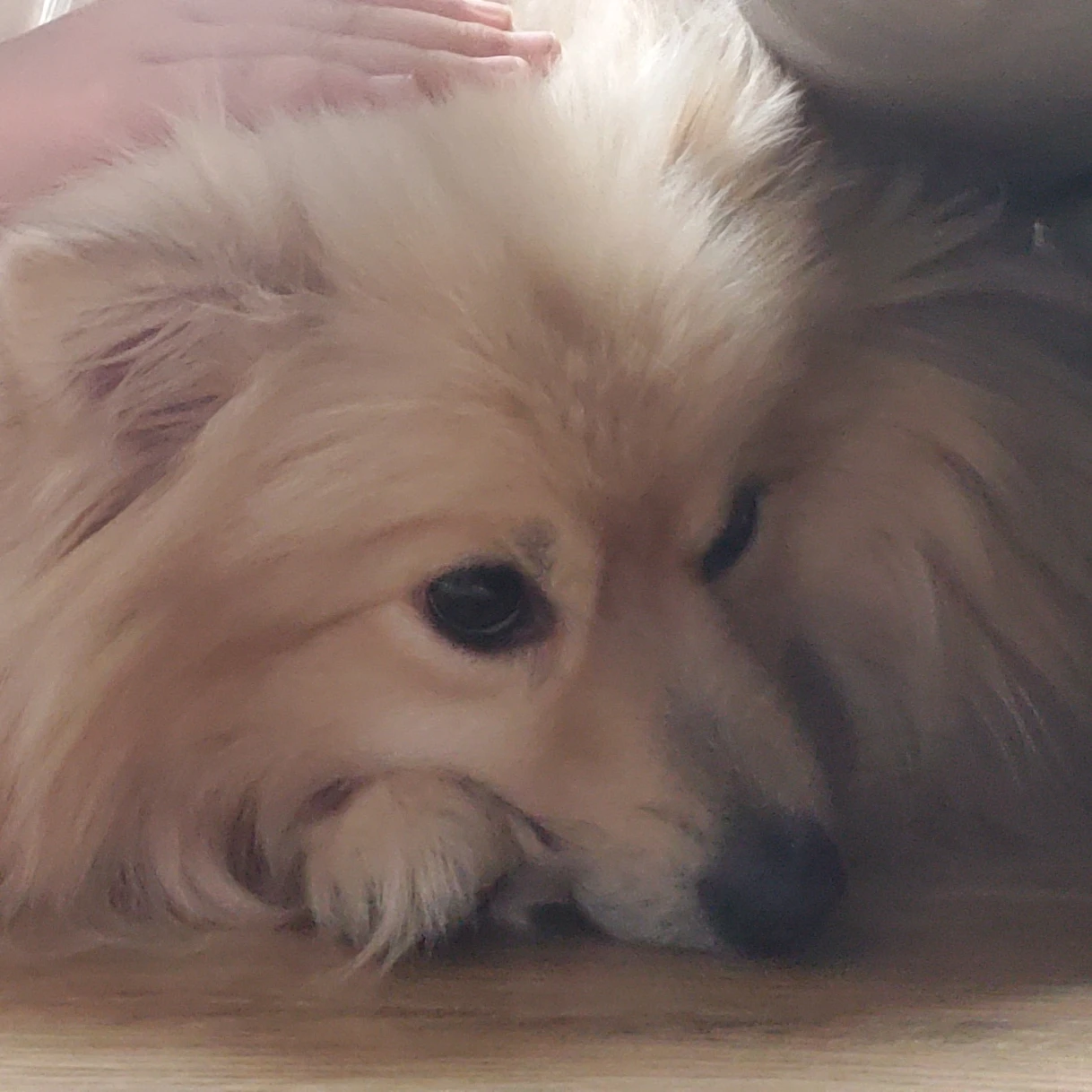 김하온
