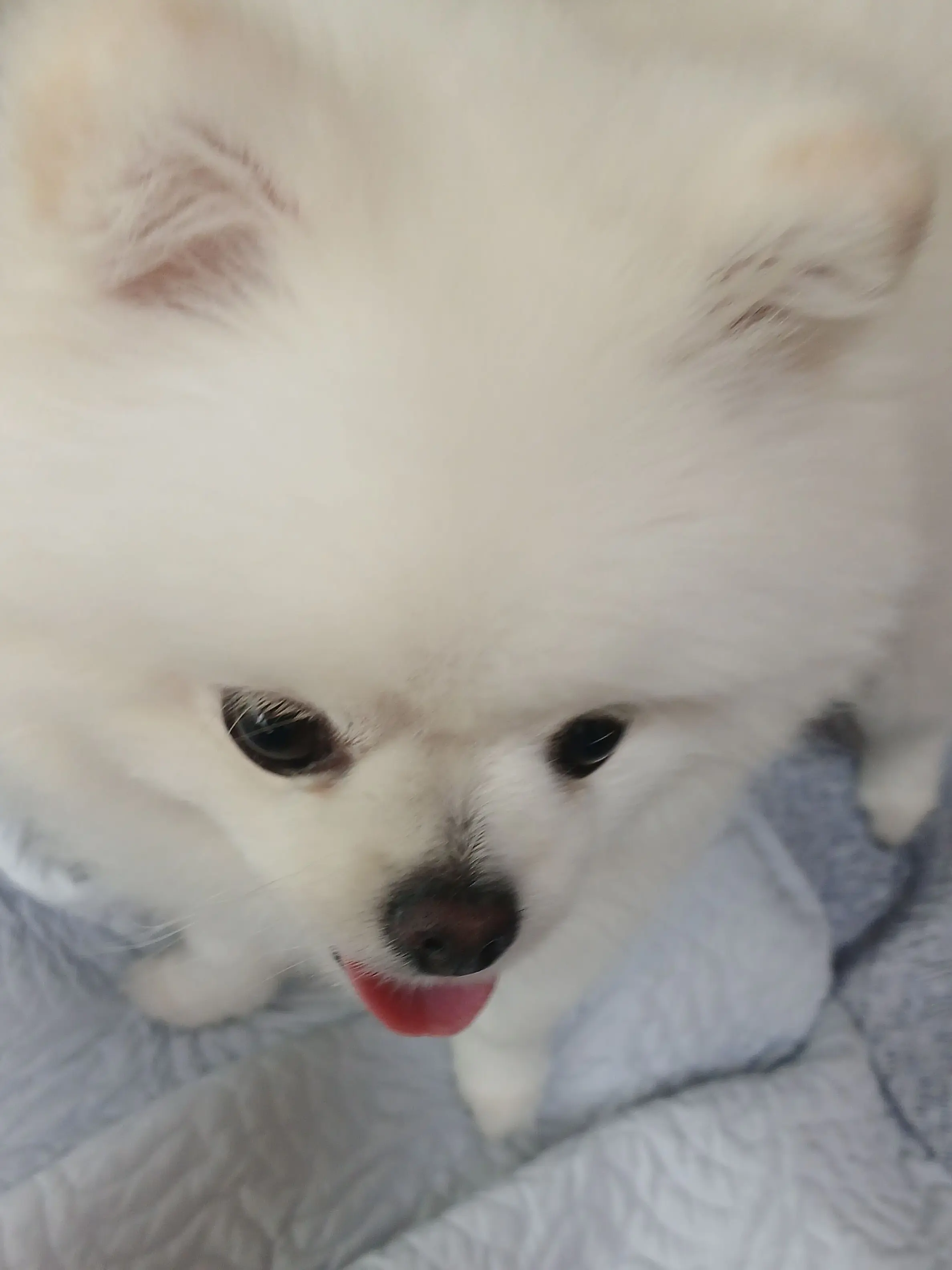 DATIL의 ❣️ 착하지만 여우 같은 애 🦊🥺