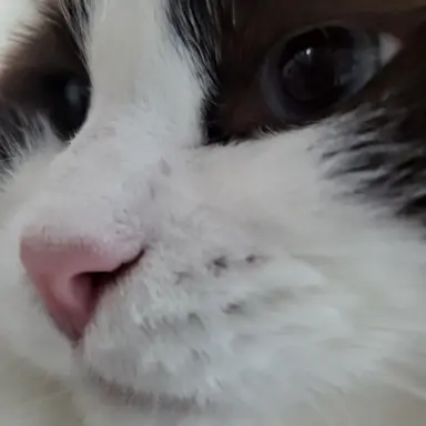 Profile image of 덕개