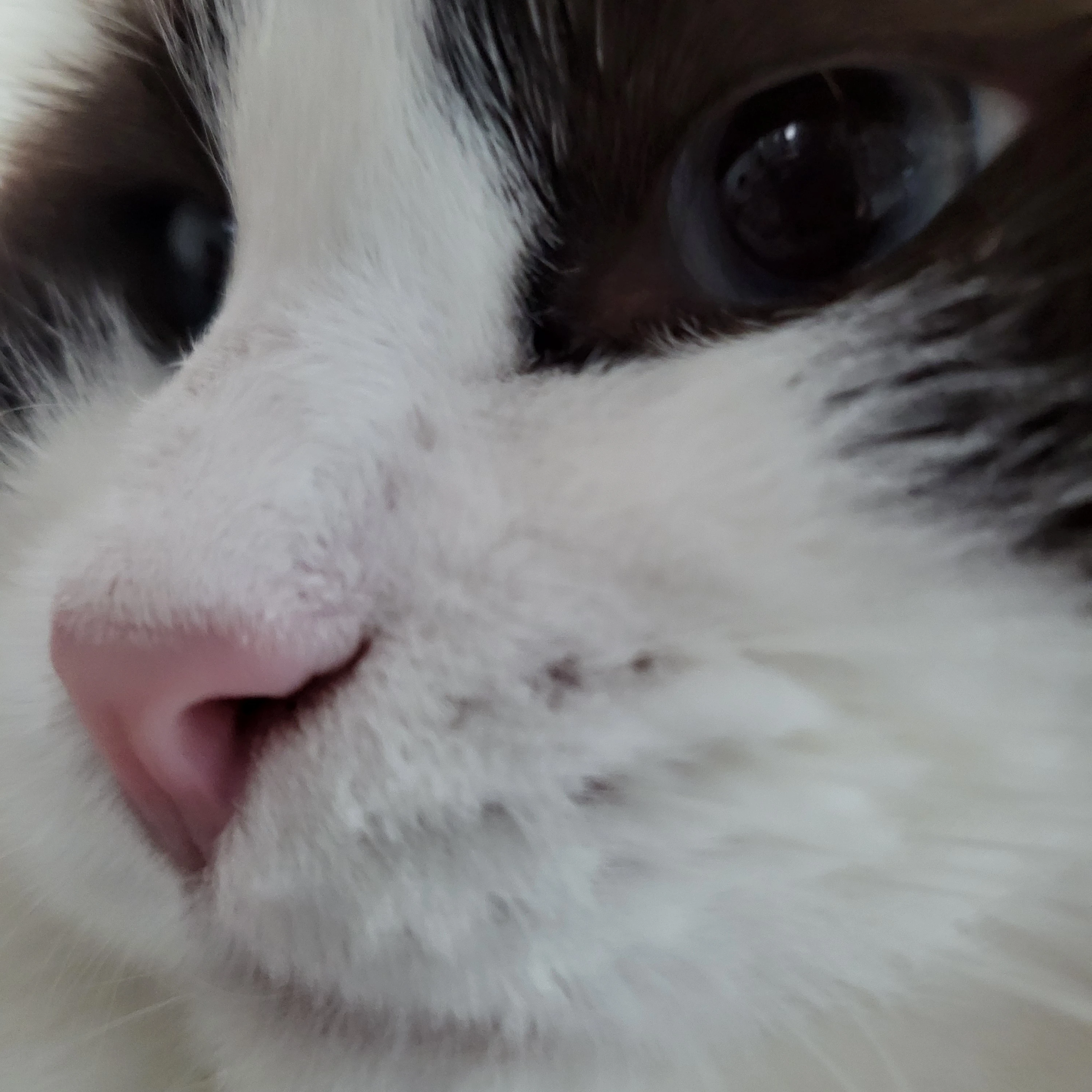 덕개