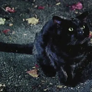 Profile image of Thackery Binx