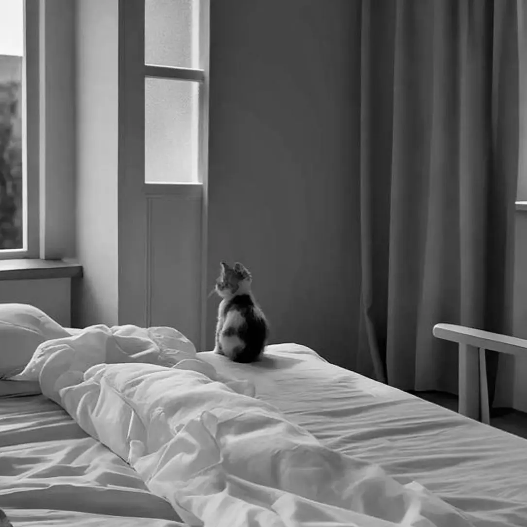 shoto_love_의 도소빈 _ 고양이