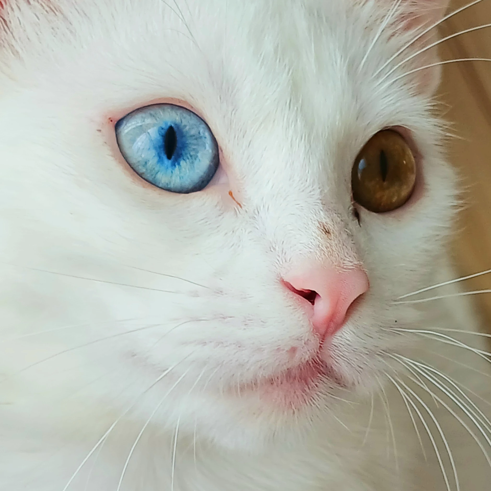 설이