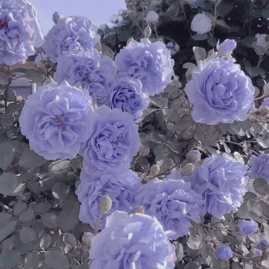 Profile image of 오토