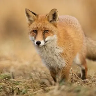 Profile image of 여우
