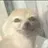 여우