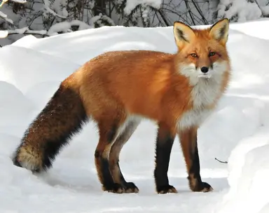 Profile image of 여우