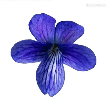 Profile image of 이안
