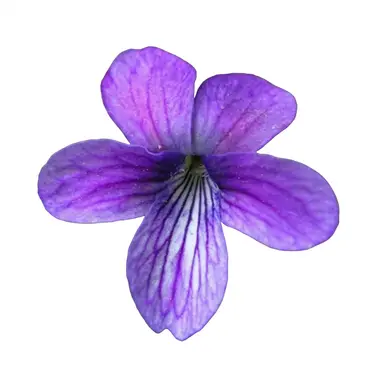 Profile image of 안이