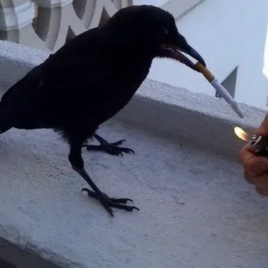 Profile image of 토루