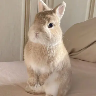 Profile image of 하쿠토