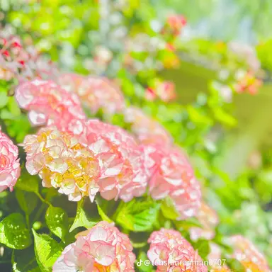 Profile image of ハヤト