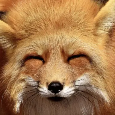 Profile image of 여우