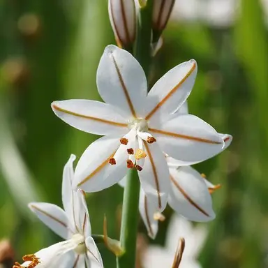 Profile image of アデル