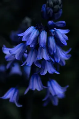 Profile image of ネラ