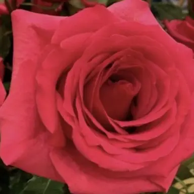 Profile image of アルフレッド